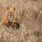Red fox sitting the grass