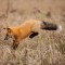 Red fox cathing lucnh 3