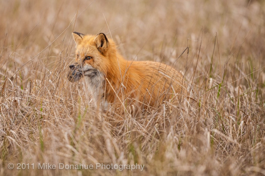 Red fox cathing lucnh 5