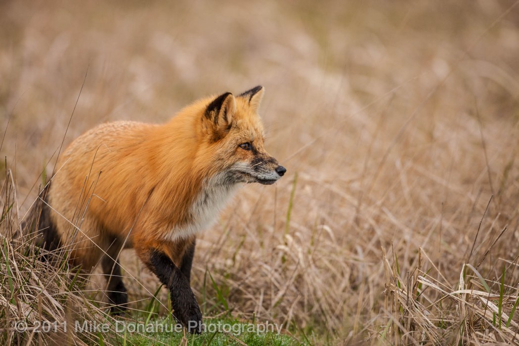 Red fox passing by