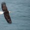 American Bald Eagle over the ocean 1