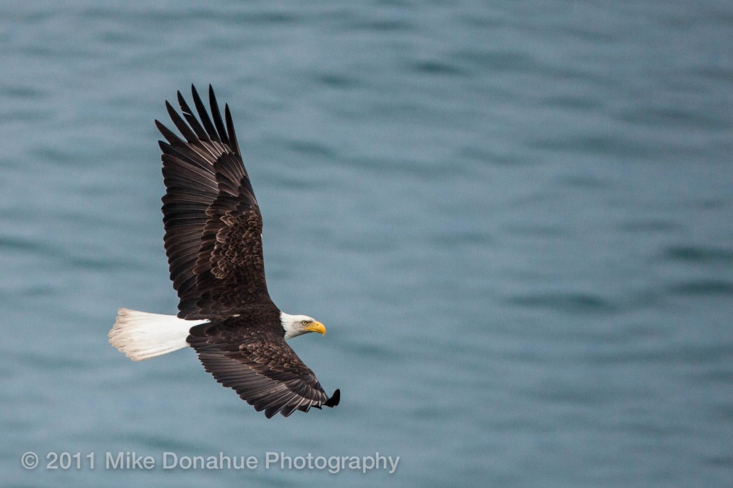 American Bald Eagle over the ocean 2