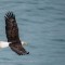 American Bald Eagle over the ocean 2