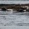 Harbor seals realxing 1