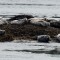 Harbor seals realxing 2