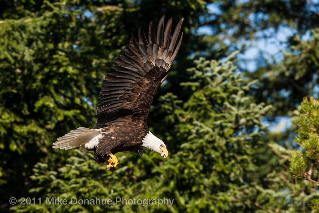 American Bald Eagle eating on the wing